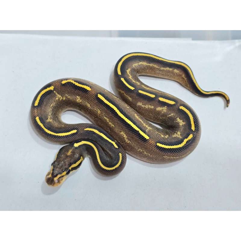 Female Pavement (Gravel Asphalt) SUPER RARE ITEM