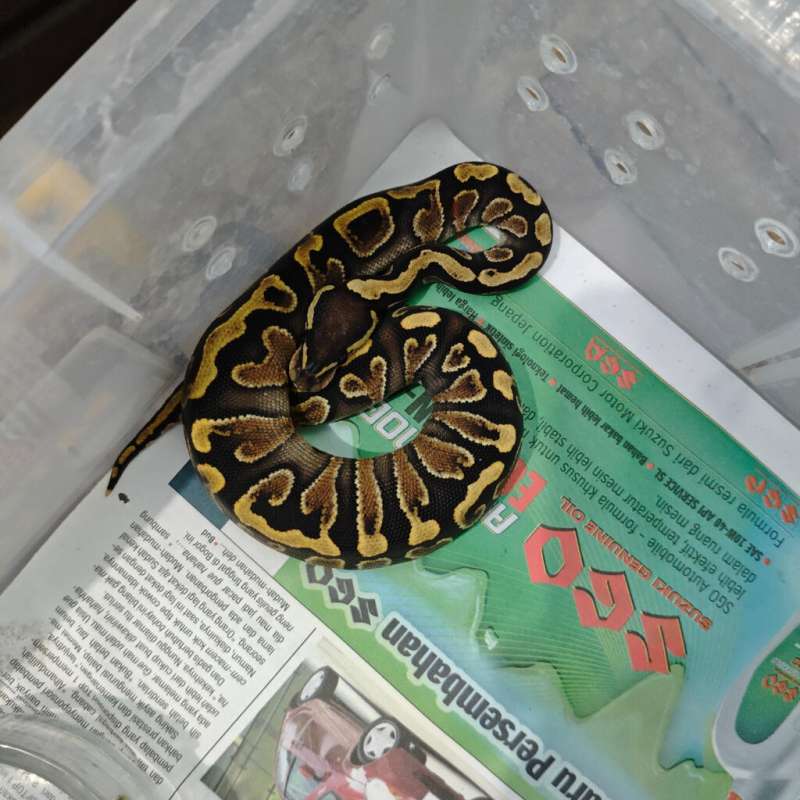 Ball Python GHI DH Hypo Clown Female