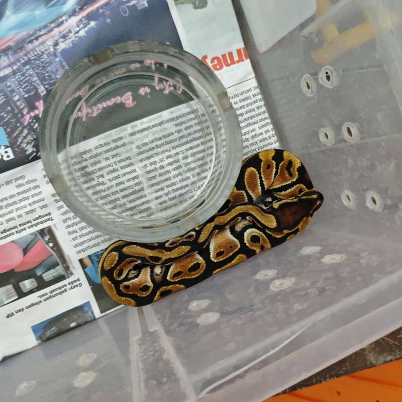 Ball Python Orange Dream DH Hypo Clown Male