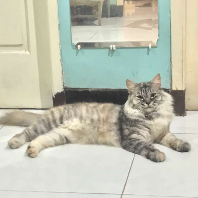 🐱 : Nello (Mixdom)