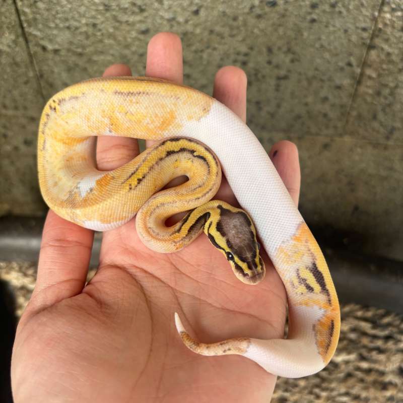 F PIED SUPER PASTEL HET LAVENDER POSS HET CLOWN