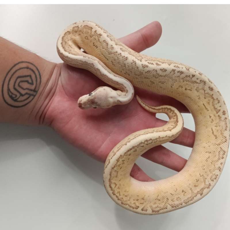 Butter Pastel Pinstripe -