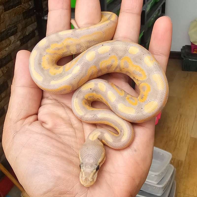BANANA CINNAMON HET PIED
