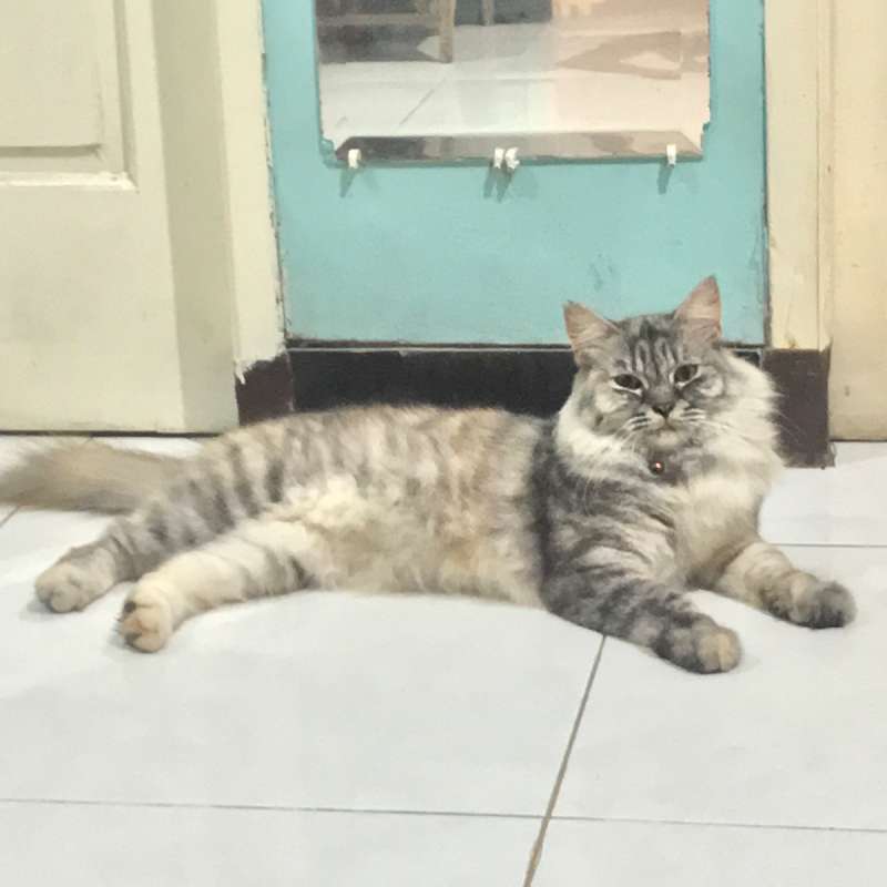 Kucing Mixed Domestic Betina