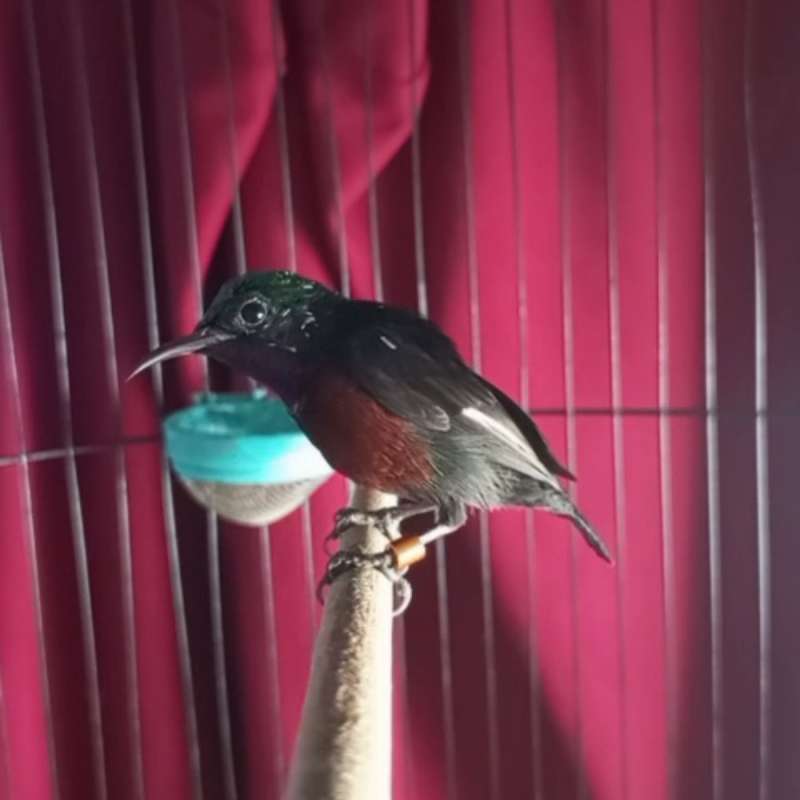 BURUNG KOLIBRI NINJA