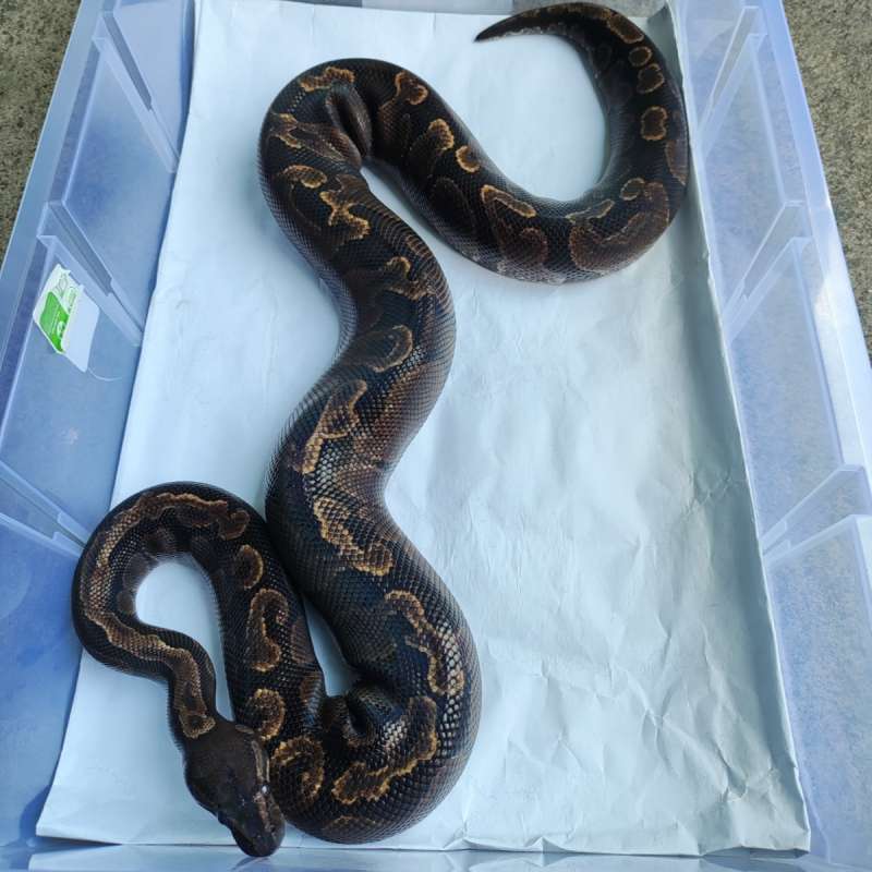 F - GHI poss mahogany (proven)