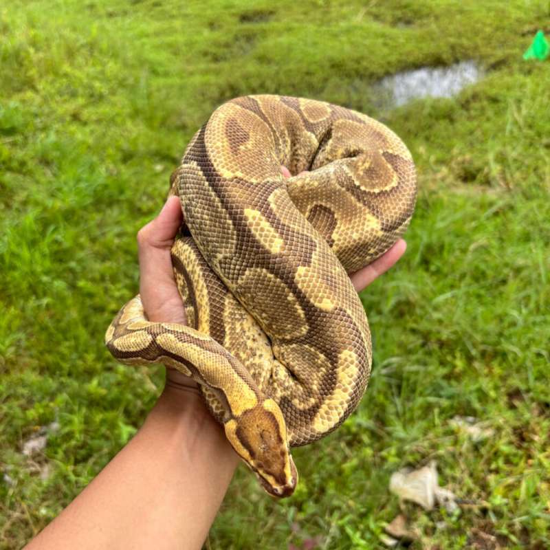 Fire Enchi G-Stripe (Proven)