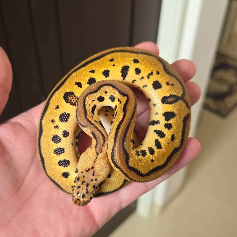 Leopard Pastel Clown