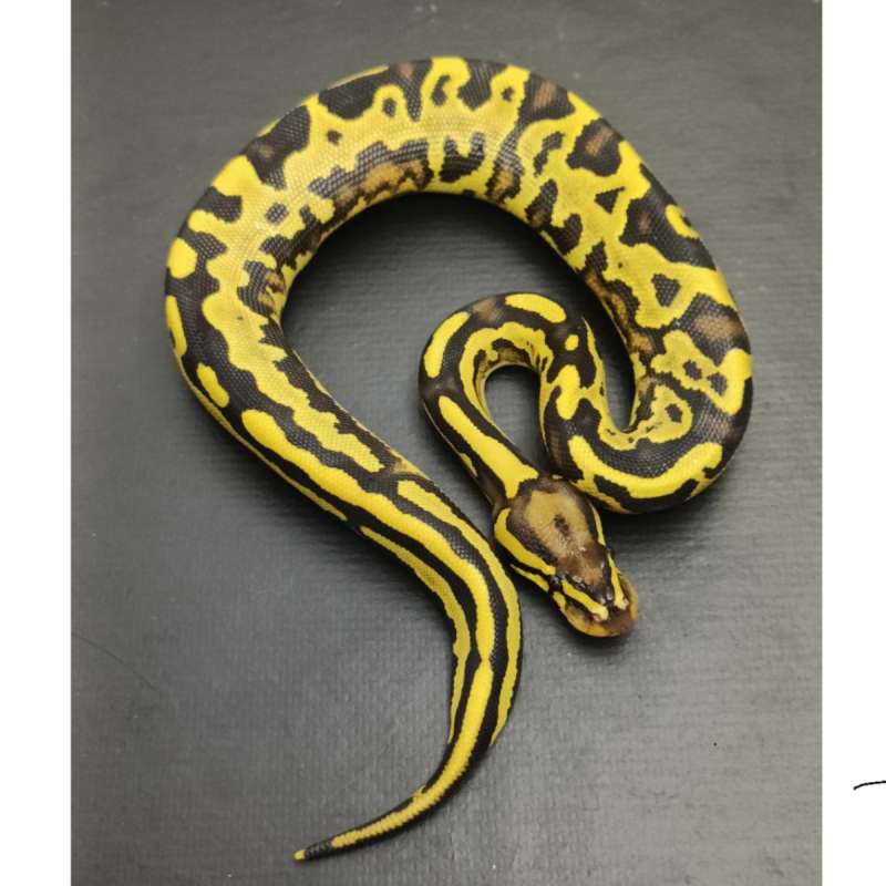 Leopard fire yellowbelly