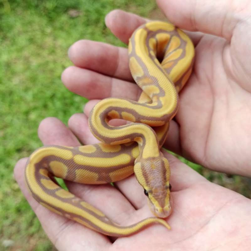 F Banana (Fire or Pastel) 66% het Clown [25C1203]