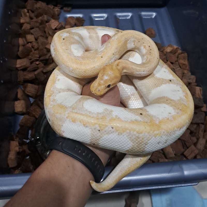 Banana Calico Male Adult