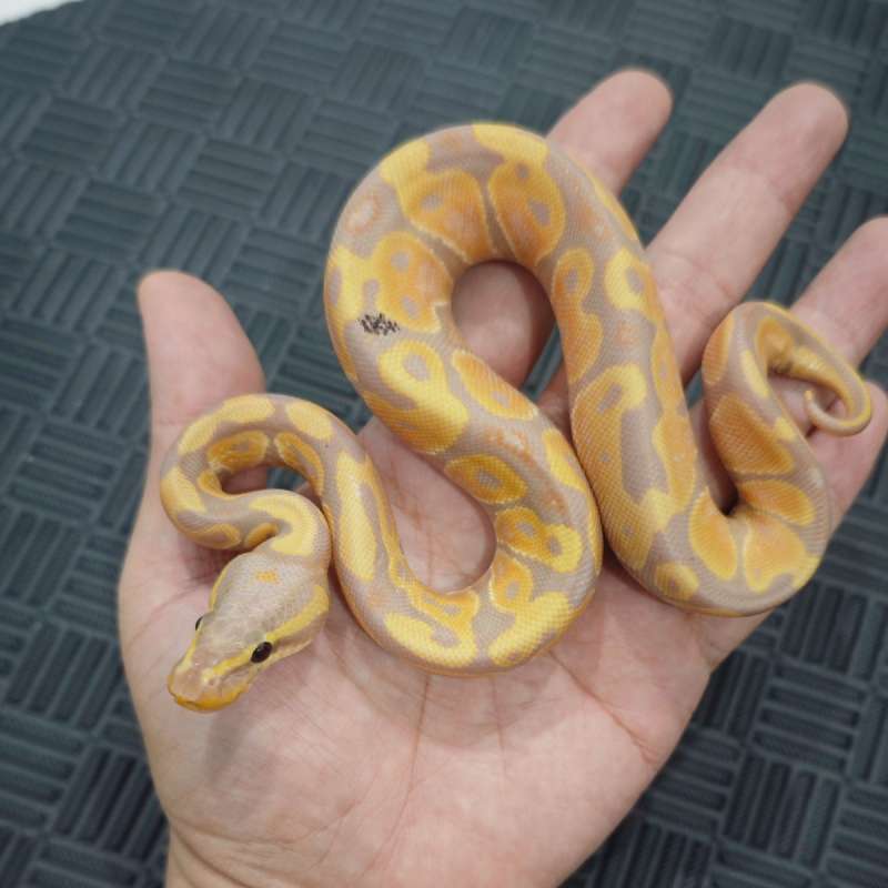 M Banana Pastel Paradox
