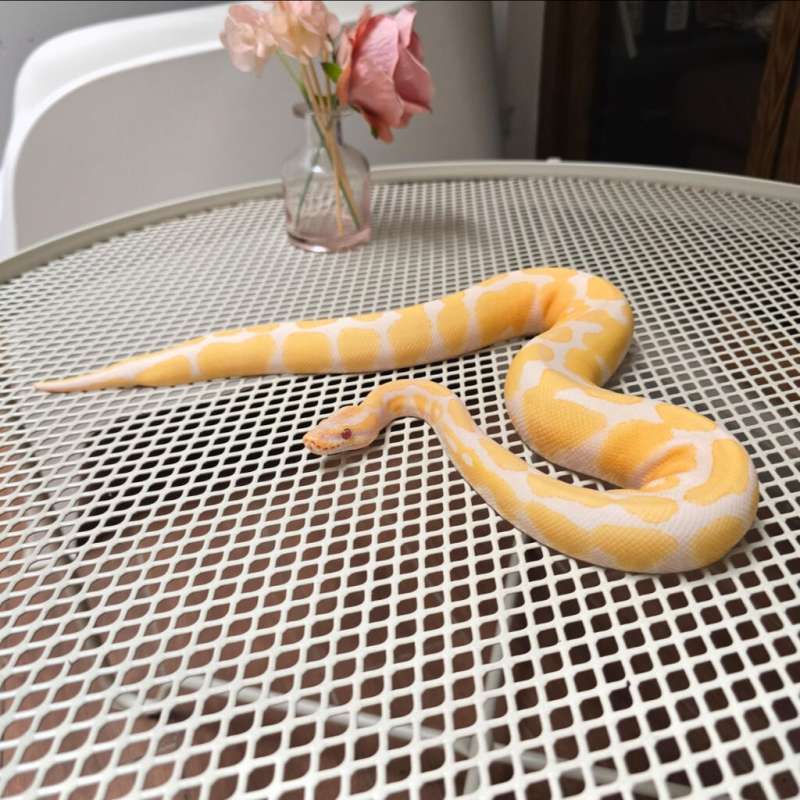 Ball Python Lavender Albino