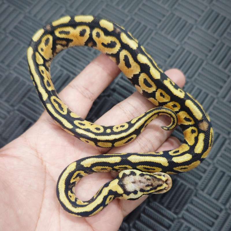 M Pastel SN Het Clown Pos YB