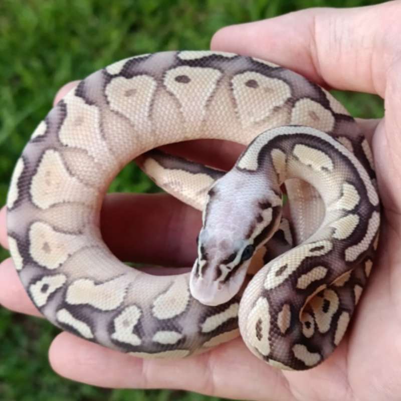 M (Super) Pastel Lesser het Desert Ghost 66% ph Cryptic or Clown [25C1301]