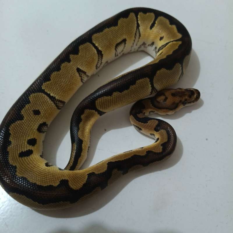 BP CLOWN FEMALE