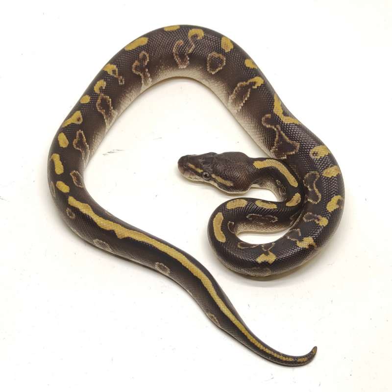 COMBO DARK - GHI LEOPARD MOJAVE HET LAV