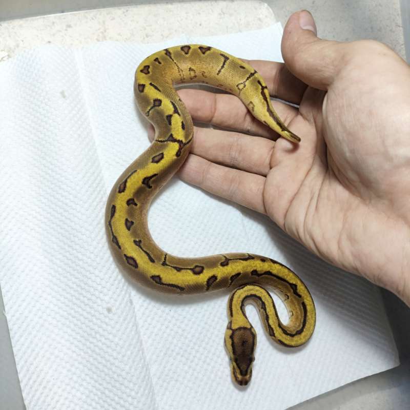 Leopard enchi pinstripe gravel het clown
