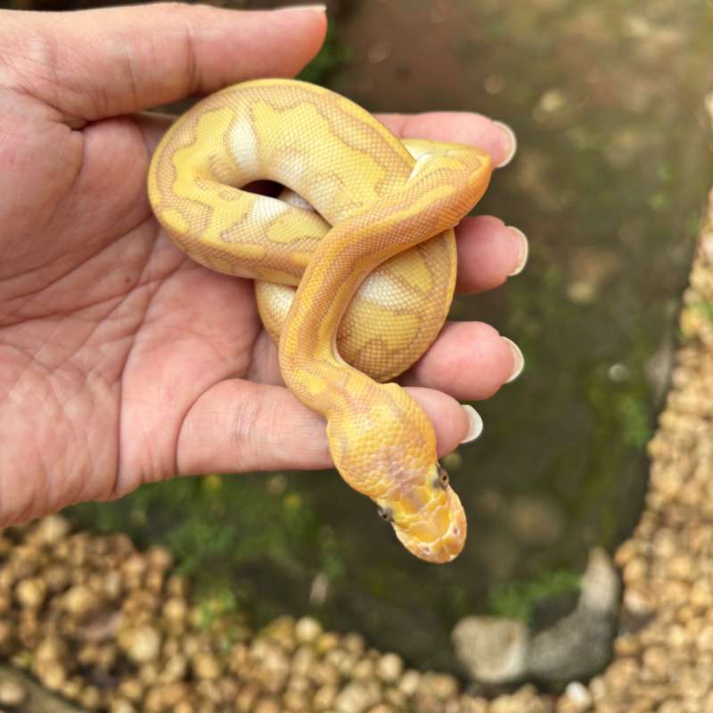 Butter Pastel Clown Paradox