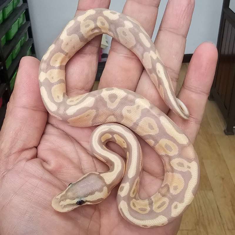 BANANA MOJAVE PASTEL HET PIED