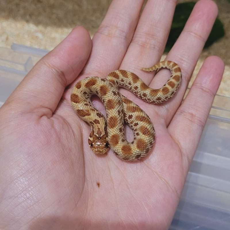 Hognose conda ph lavender