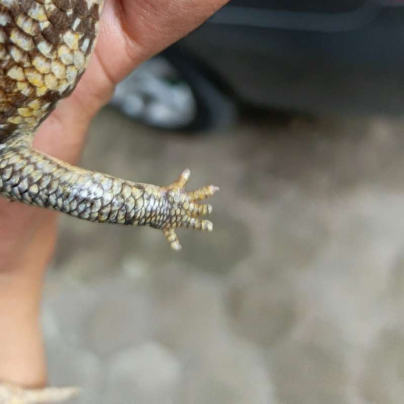 Mocha phase panana Tanimbar