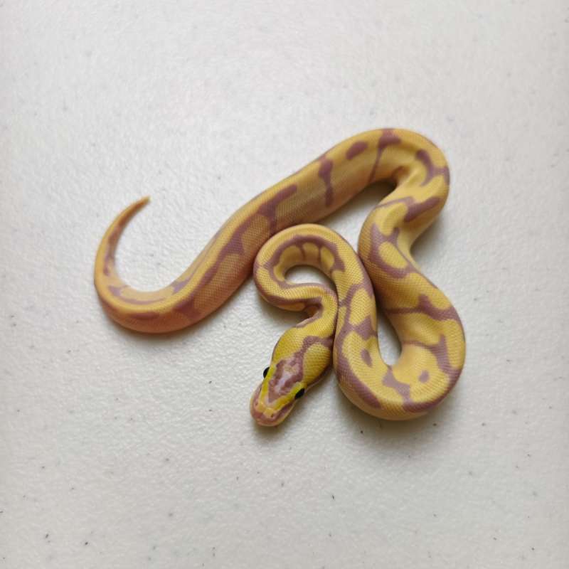 (SUPER RARE) Banana Pastel Enchi 50% het Genetic Stripe (Female Maker)