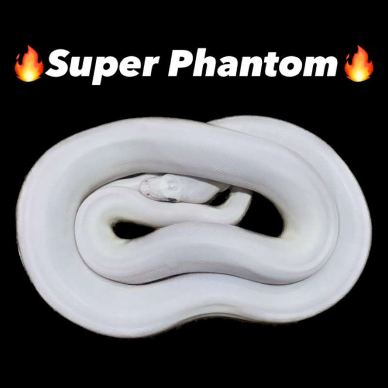 Retic Super Phantom