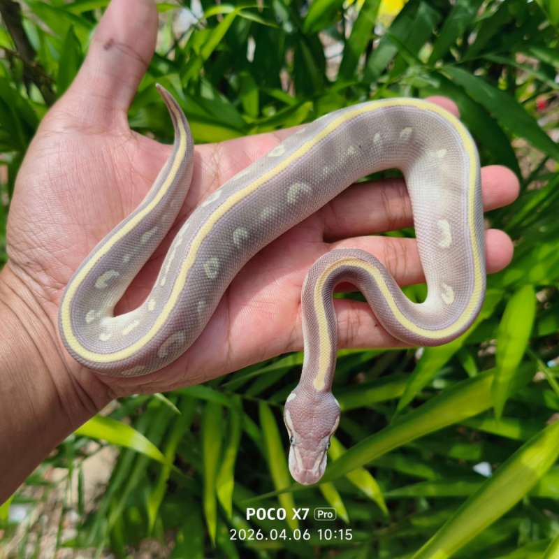 Ball python Purple Passion