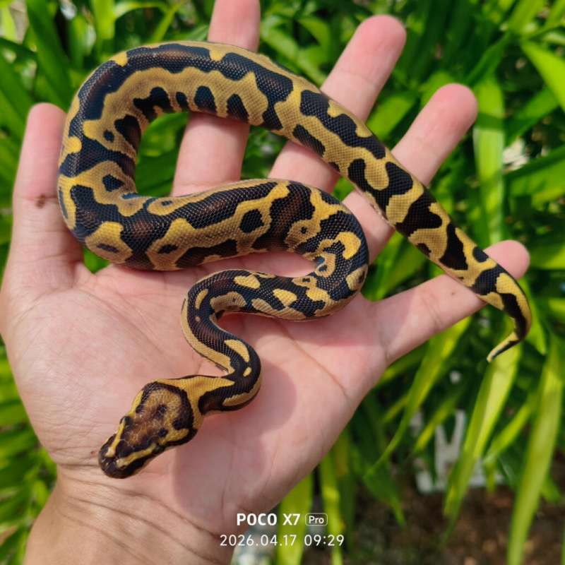Ball Python Super Leopard Fire