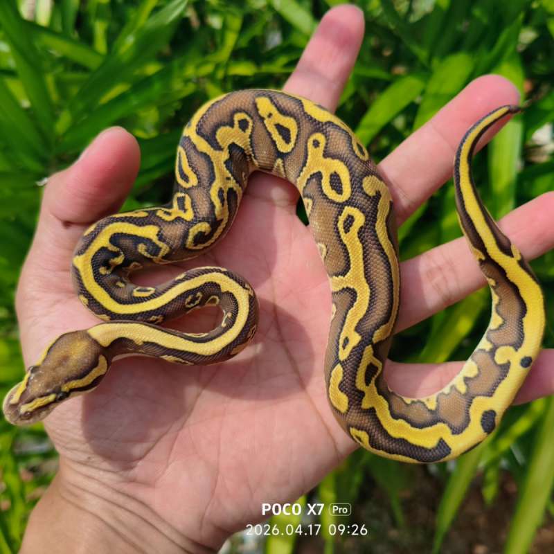 Ball Python Lesser Leopard Fire Female