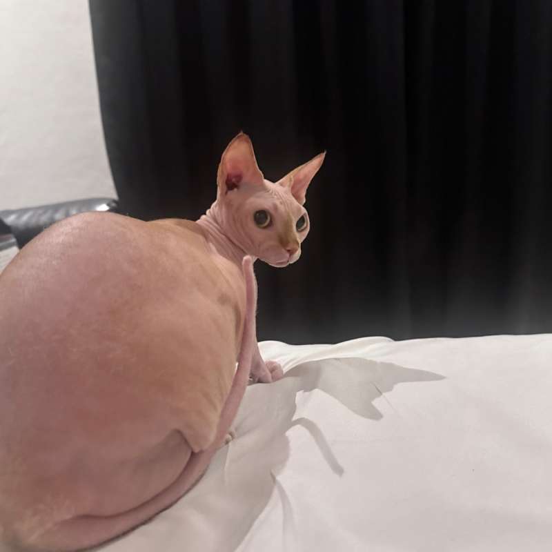Gigi (Sphynx Betina) , Pepsi (Bambino yg pakai baju , Inosuke (Jantan Pedigree Black Solid) , Lilac (Betina White Pink Sphynx)