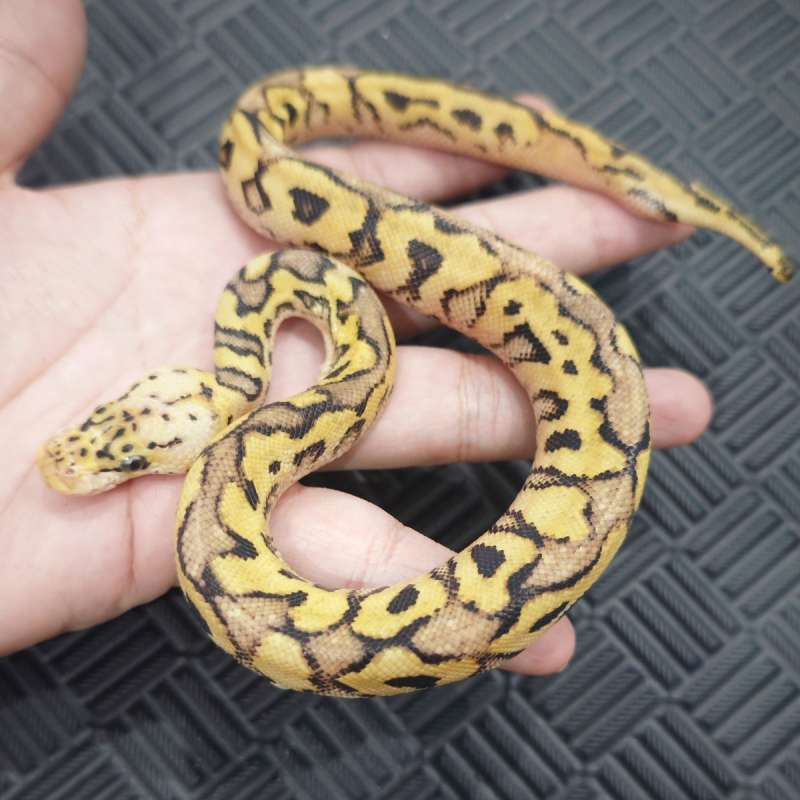 M Spotnose Pastel Clown Pos Fire YB