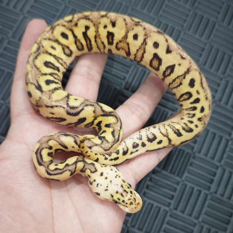 F Spotnose pastel Clown pos Fire YB