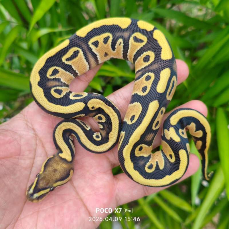 Ball Python Specter DG Ph Clown Female