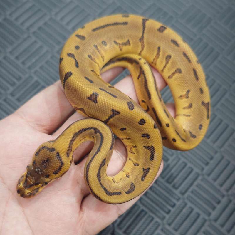 F Leo Pins Enchi DH DG Hypo Pos OD