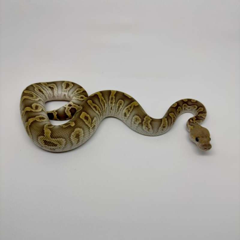 M GHI Mojave Clown