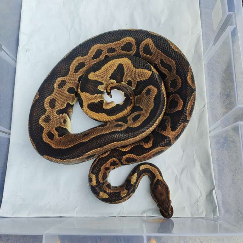 F Leopard Het Clown (proven)