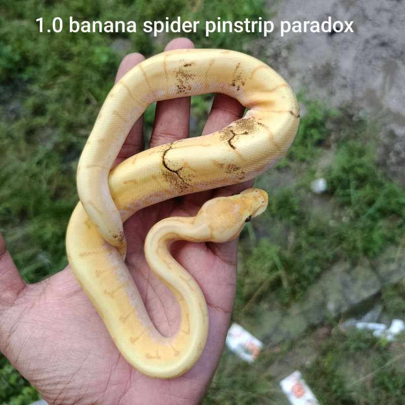 banana spiner paradox