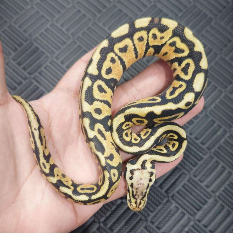 M Spotnose YB Pastel Het Clown