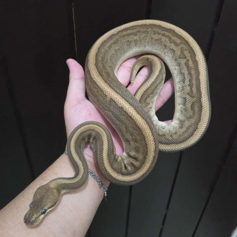 Wookie Leopard Pinstripe Yellowbelly  pos Fire/Vanilla ph Clown