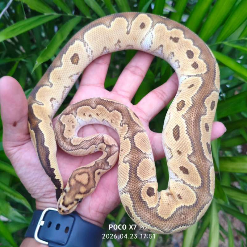 Ball Python Russo Clown Male