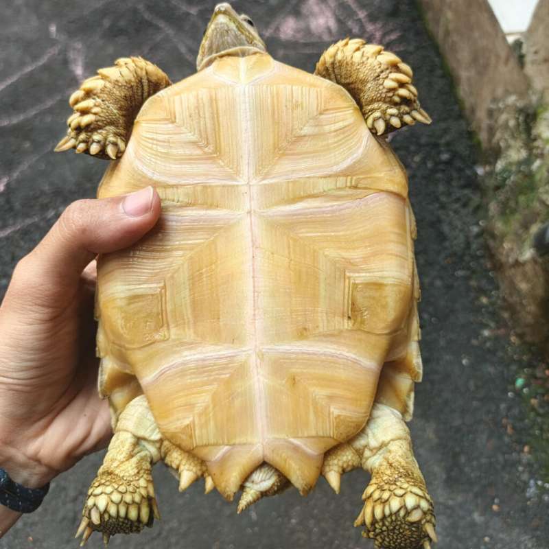 Sulcata