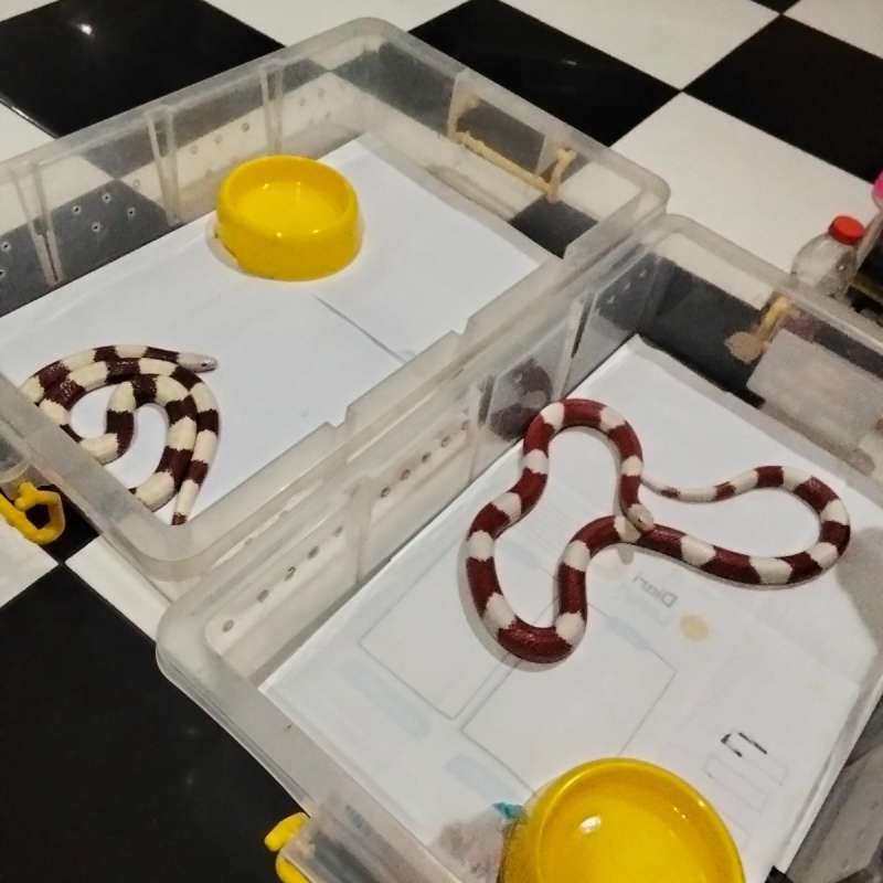 Albino Nelson sepasang