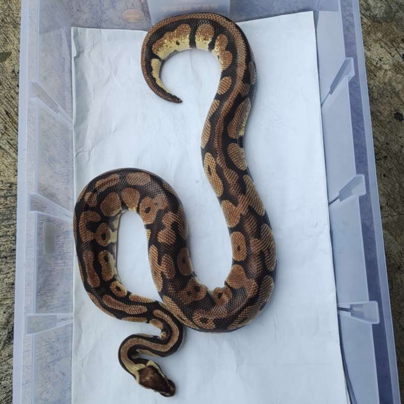 F - Pastel DH DG Clown (proven)