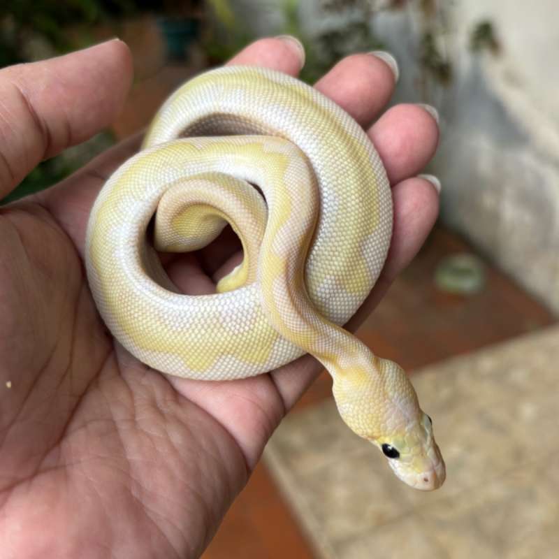 Lesser Pastel Clown