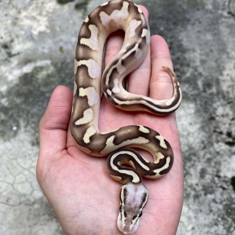 butter pastel calico (GHI)