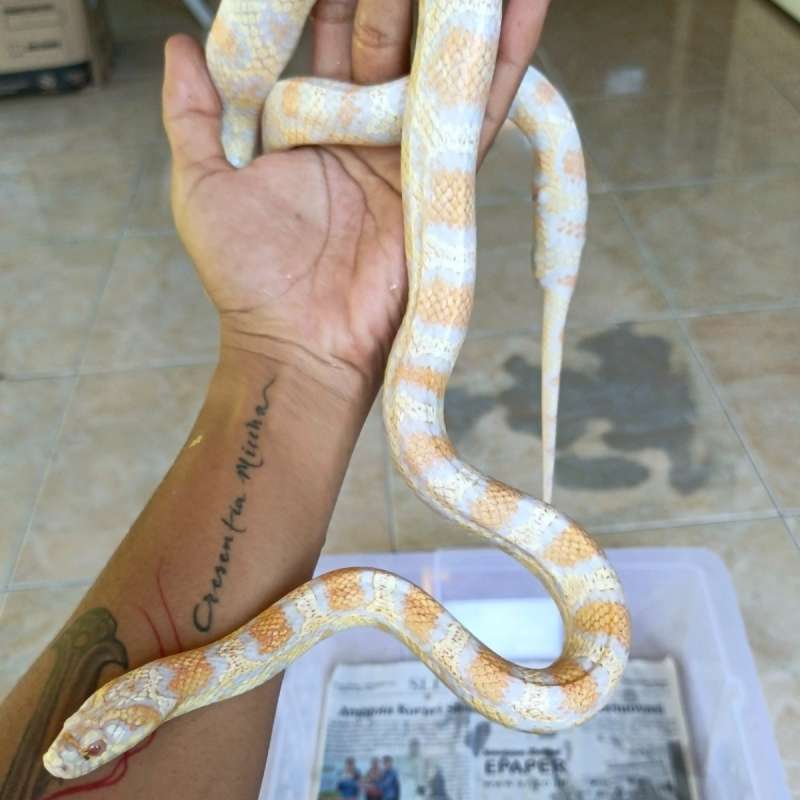 albino jungle corn female jumbo