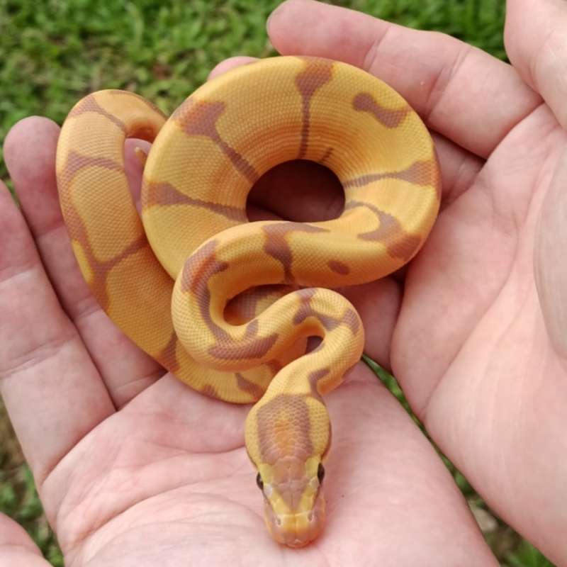F Banana Enchi Blade 66% het Clown [25C1803]