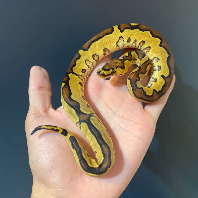 F - Enchi Yellow Belly Clown (poss Black Pastel)